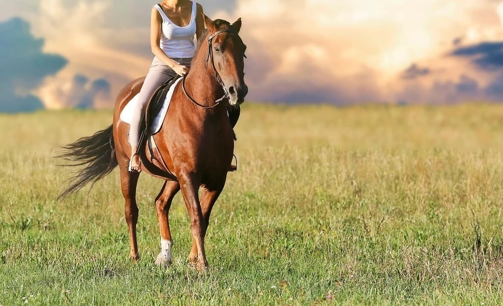 Tout savoir sur les chevaux : caractéristiques, races connues, alimentation, soin, elevage, achat..